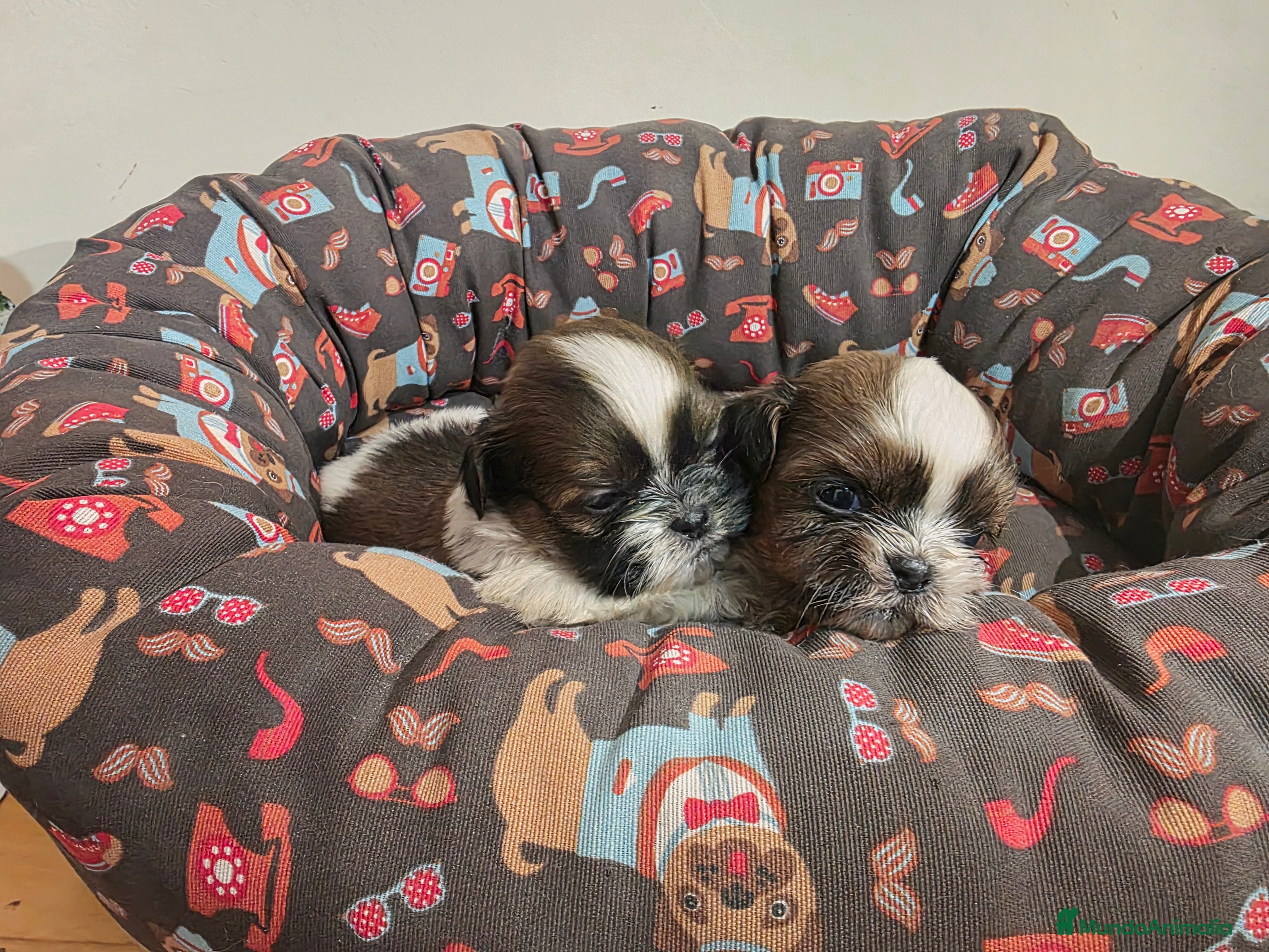 Shih Tzu perros Cachorritos Shih tzu - Anuncio 1