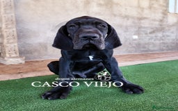 Dogo Alemán perros en venta: Cachorros de Dogo Alemán - Imagen 11