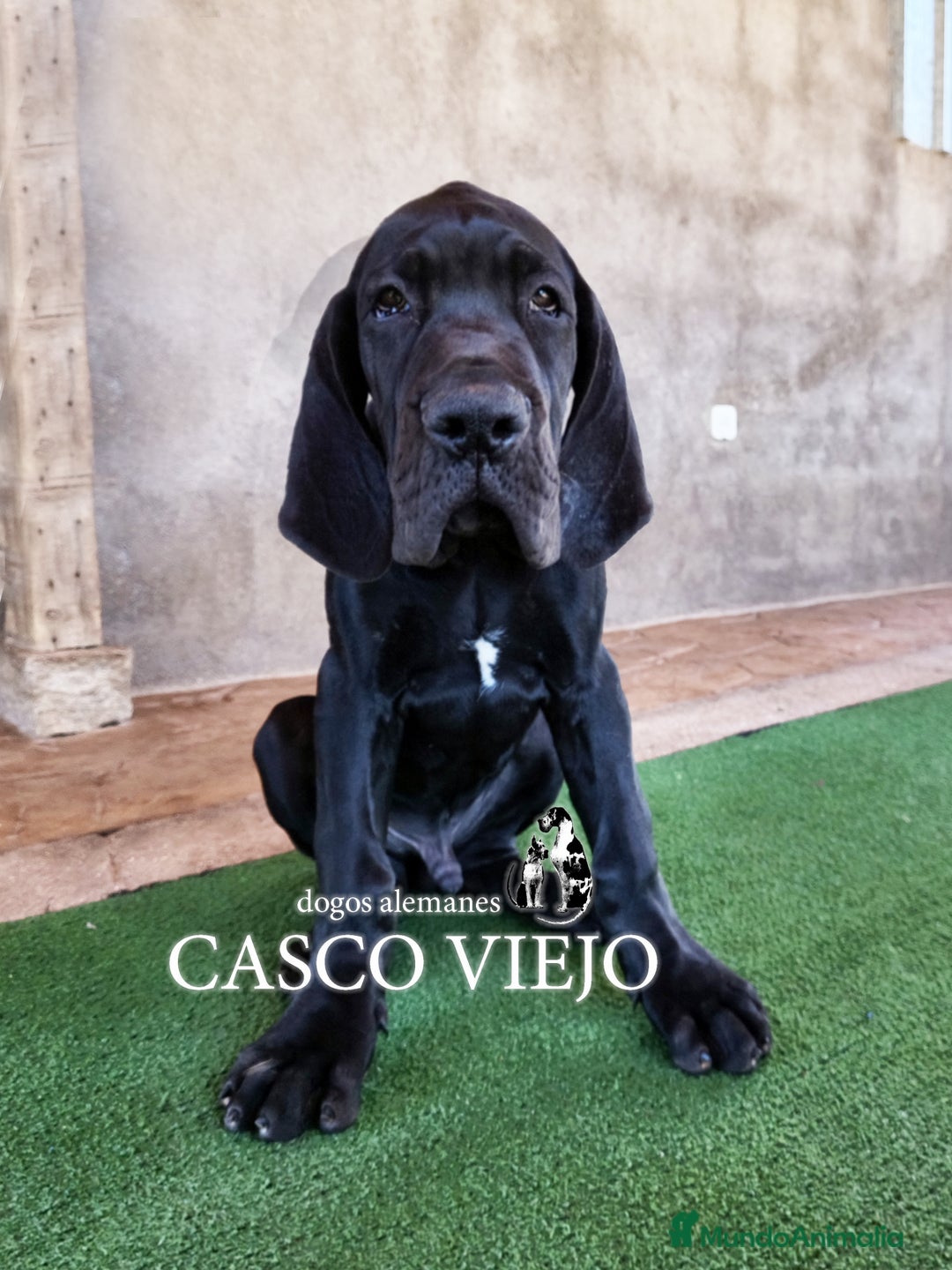 Dogo Alemán perros en venta: Cachorros de Dogo Alemán - Imagen 11