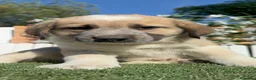 Mastín Español perros en venta: CAMADA MATIN MACHOS - Anuncio 2