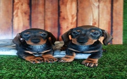 Teckel Miniatura perros en venta: TECKEL  - Imagen 1