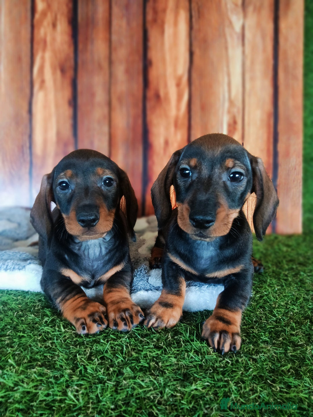 Teckel Miniatura perros en venta: TECKEL  - Imagen 1