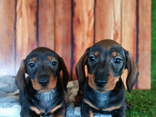 Teckel Miniatura perros - Anuncio 2