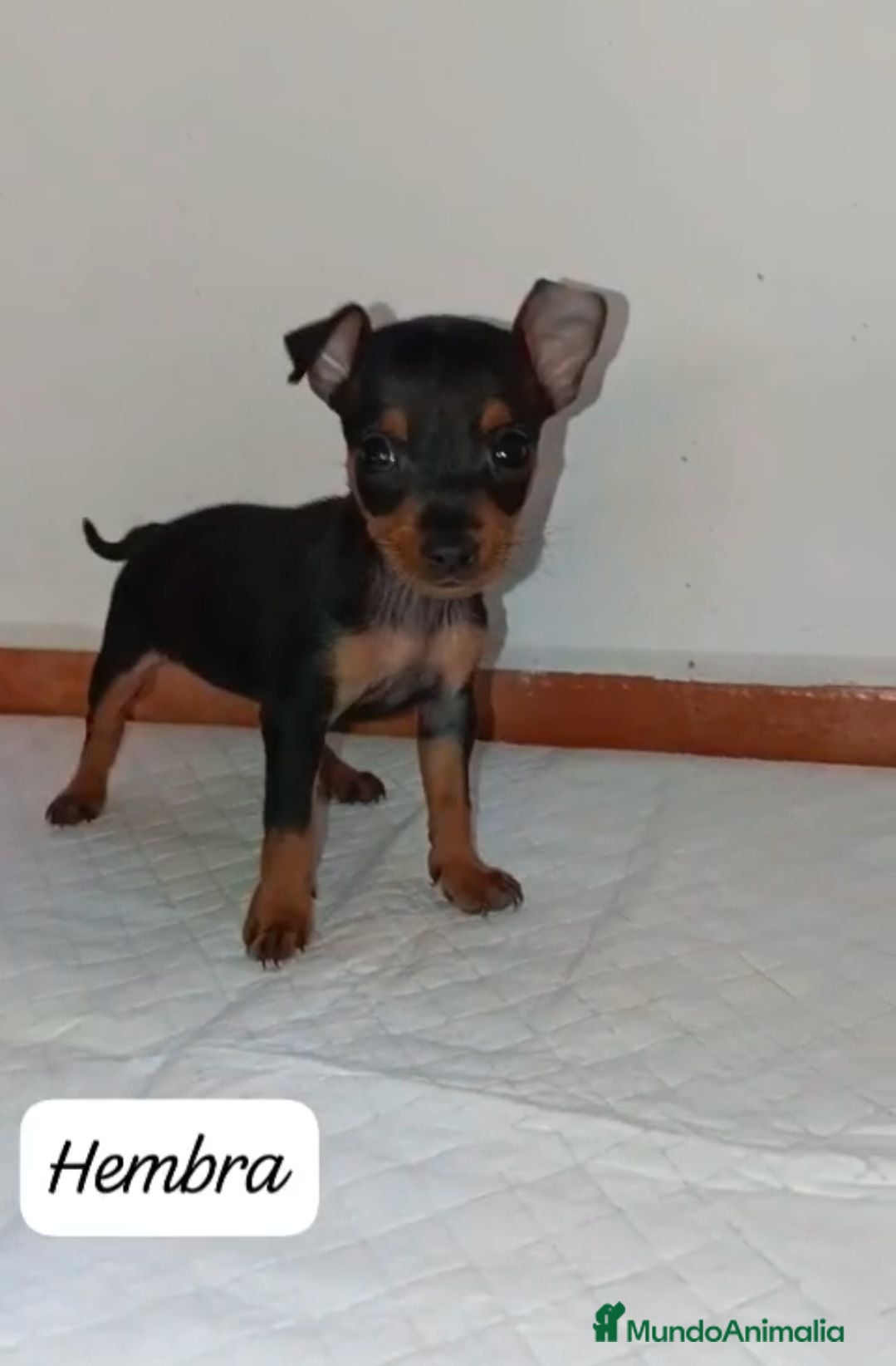 Pinscher Miniatura perros Camada de Mini Pinscher - Anuncio 1