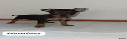 Pinscher Miniatura perros en venta: Camada de Mini Pinscher - Anuncio 1