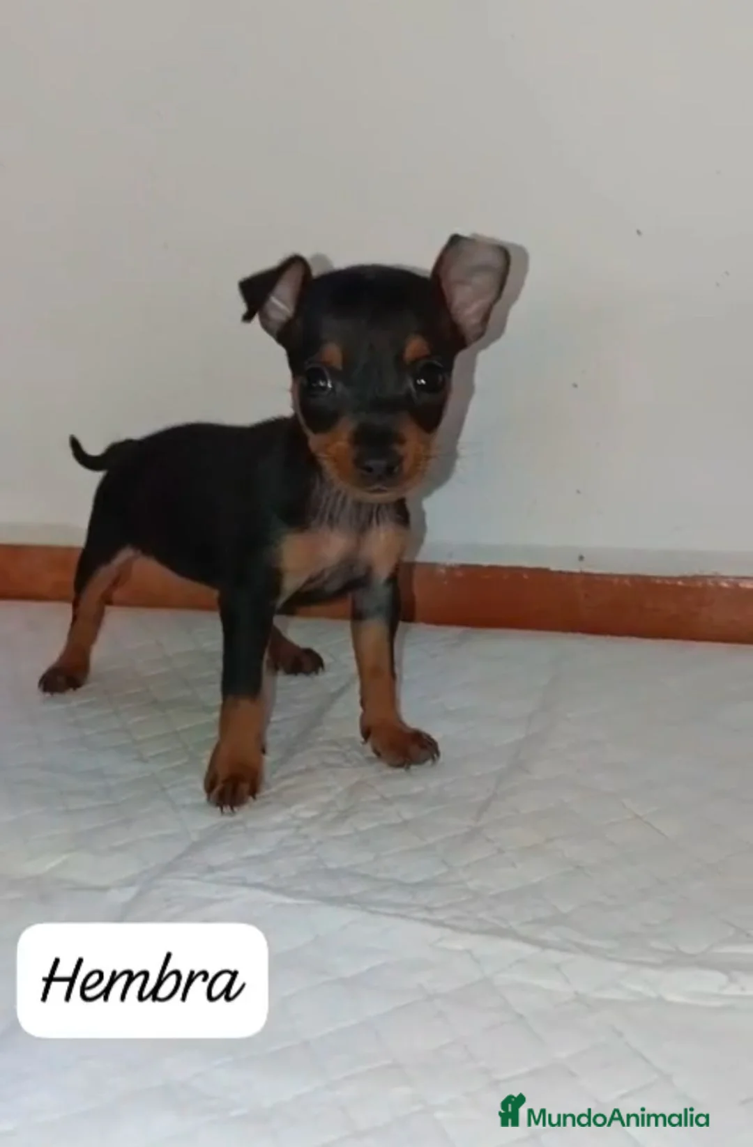 Pinscher Miniatura perros en venta: Camada de Mini Pinscher - Anuncio 1