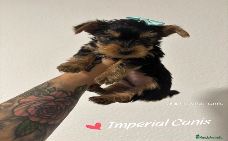 Yorkshire Terrier perros - Anuncio 1