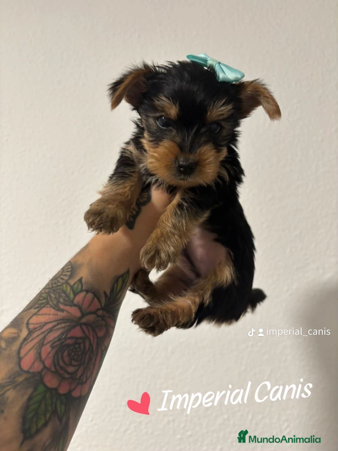 Yorkshire Terrier perros en venta: YORKSHIRE ♀️ - Imagen 1