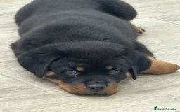 Rottweiler perros en venta: Rotweiler  - Anuncio 1