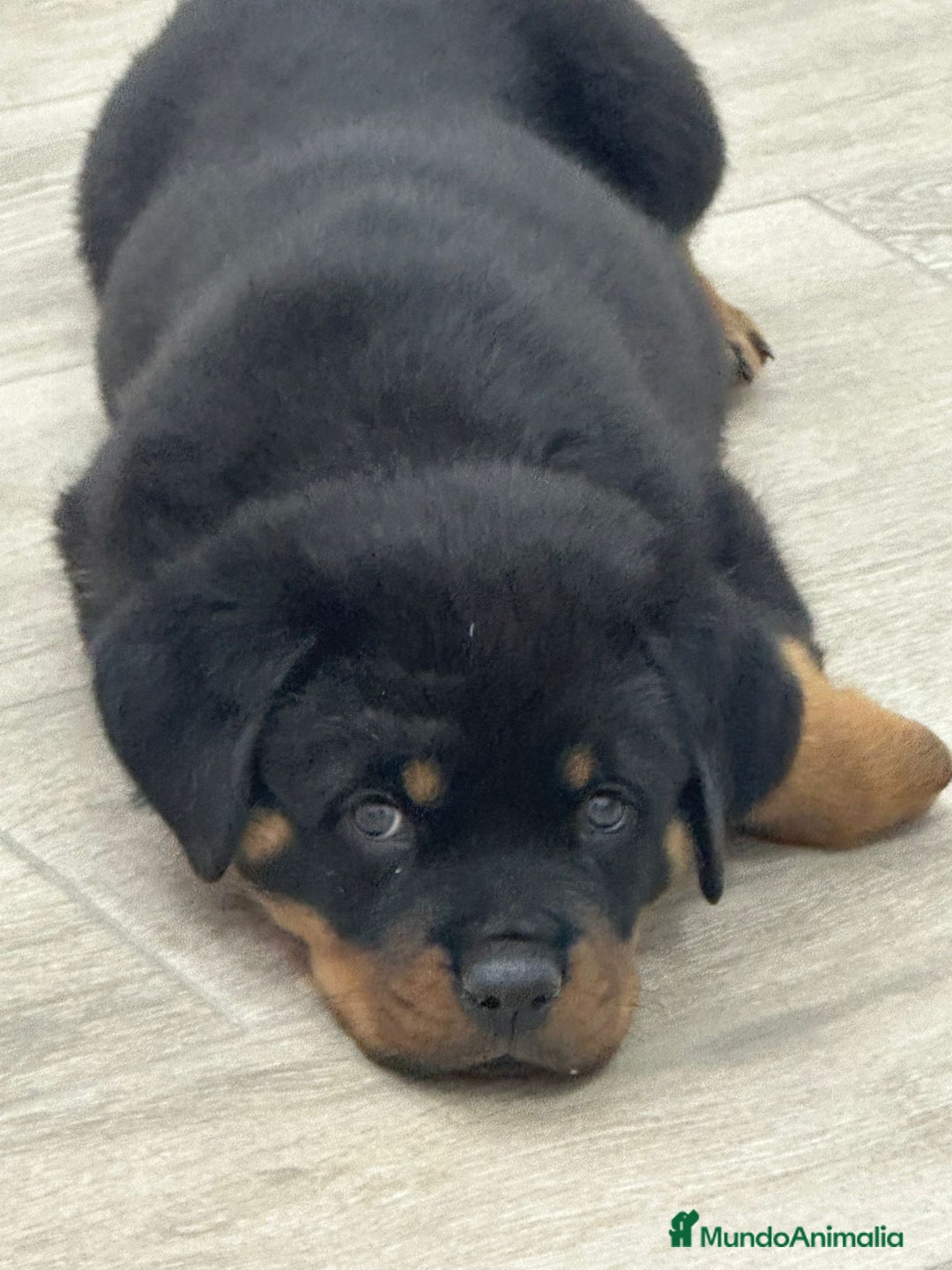 Rottweiler perros en venta: Rotweiler  - Anuncio 1