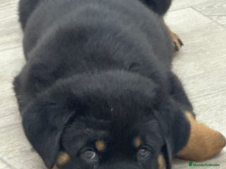 Rottweiler perros Rotweiler - Anuncio 2