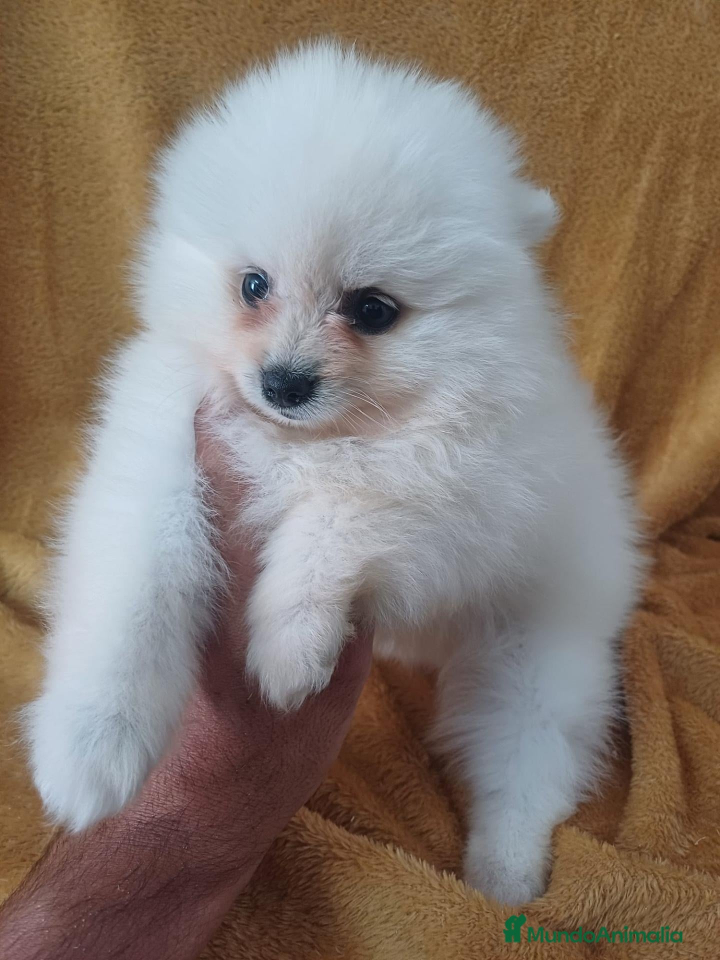 Pomerania perros Pomerania Mini  - Anuncio 16