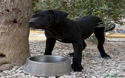 Cane Corso perros en venta: Cane Corso - Imagen 2
