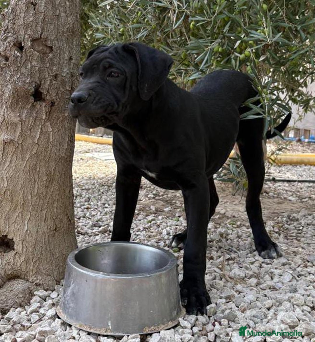 Cane Corso perros en venta: Cane Corso - Imagen 2