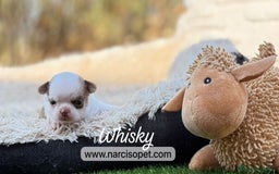 Chihuahua perros en venta: CAMADA DE CHIHUAHUA - Imagen 5