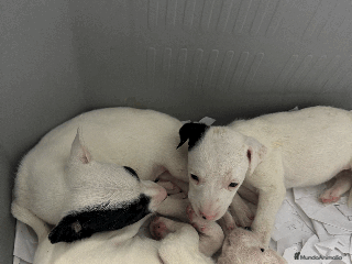 Ratonero Bodeguero Andaluz perros - Anuncio 2