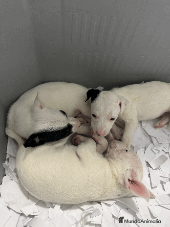 Ratonero Bodeguero Andaluz perros - Anuncio 4