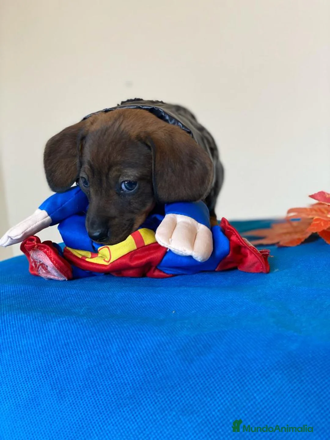 Teckel Miniatura perros en venta: Teckel miniatura ( DISPONIBLES )  en Ciudad Real - Anuncio 4