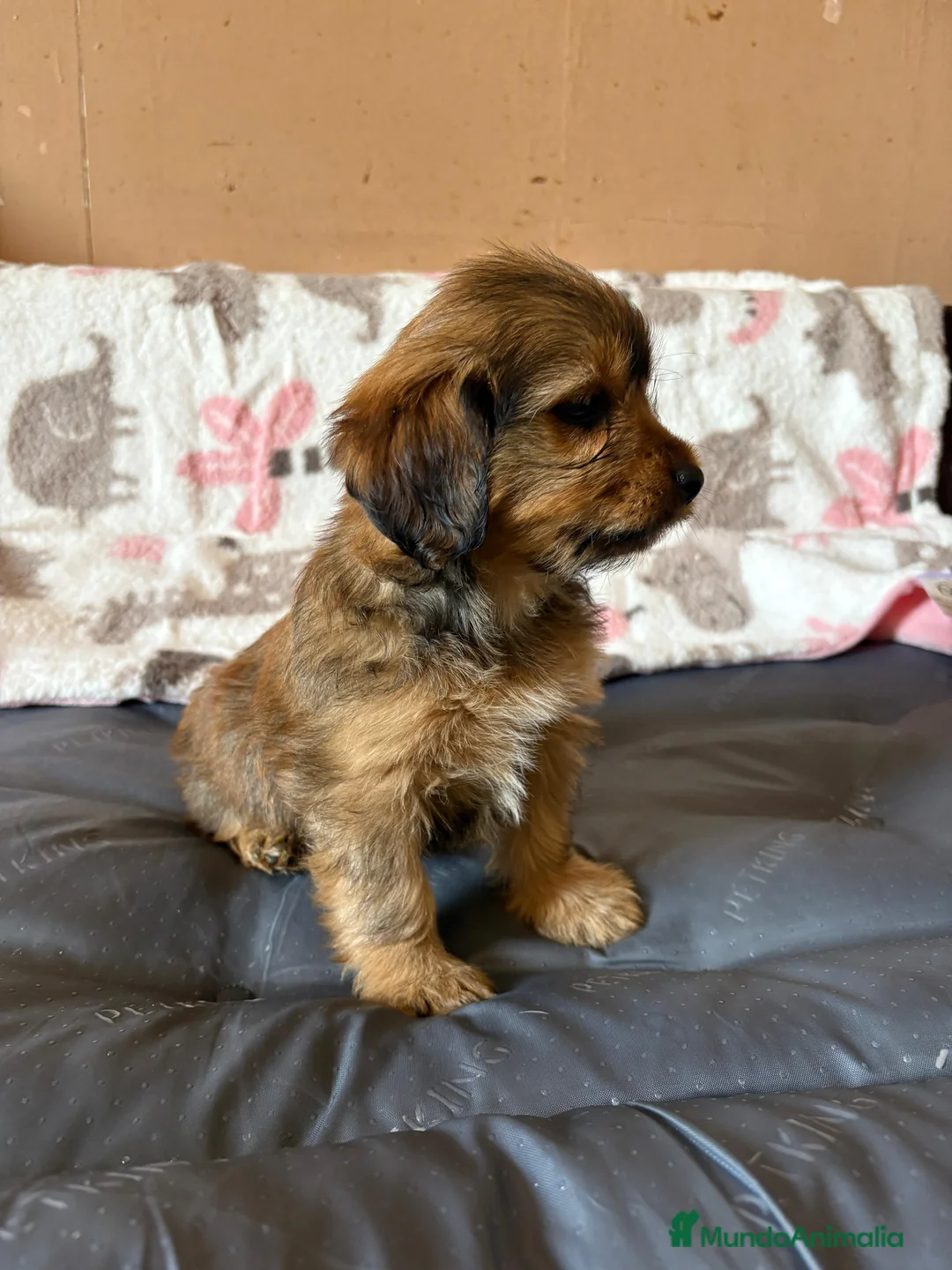 Yorkiepoo perros en venta: Yorkiepoo toy - Anuncio 9