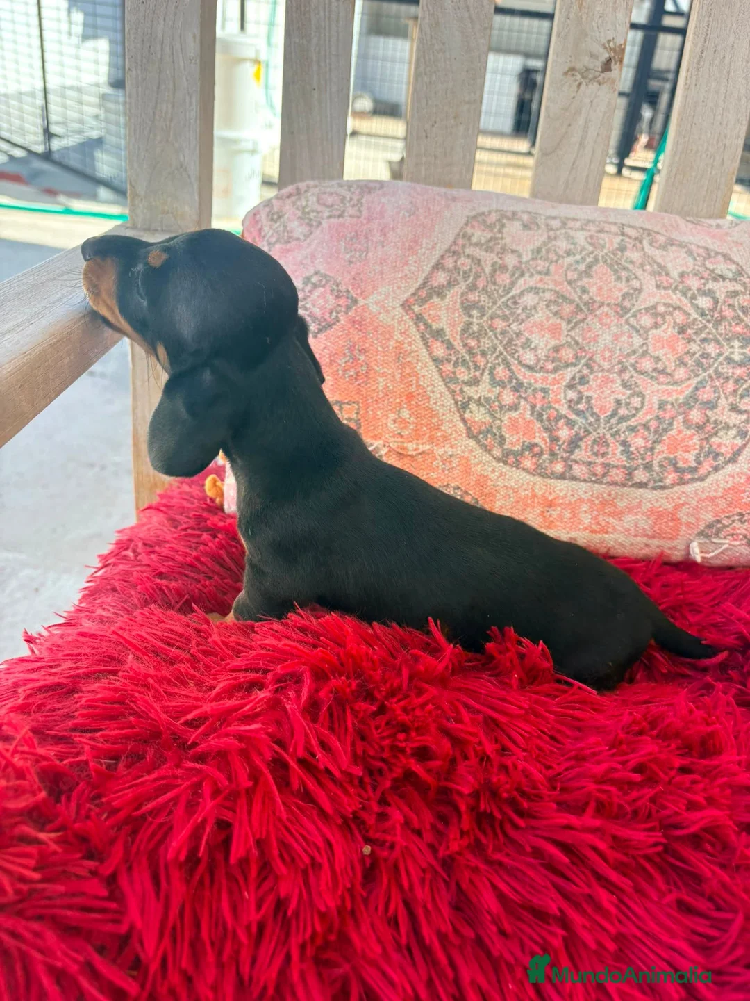 Teckel Miniatura perros en venta: Teckel kaninchen  - Anuncio 10
