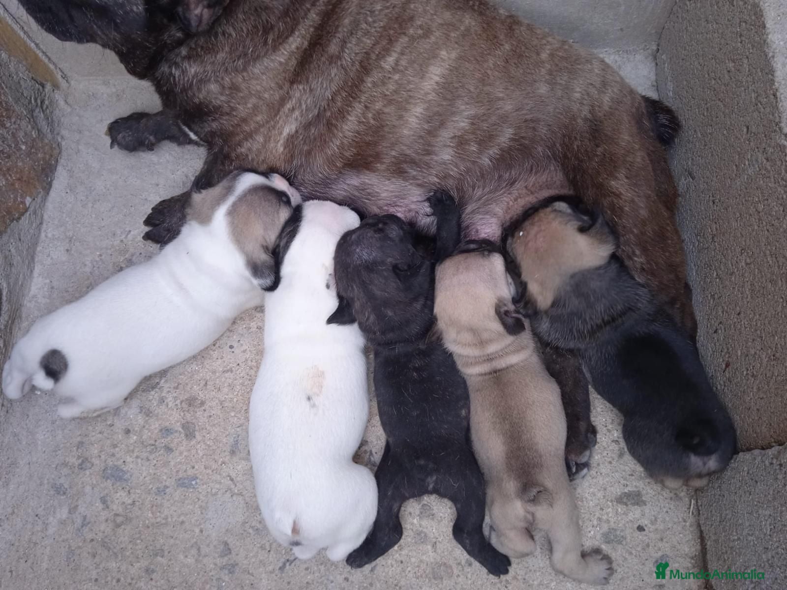Bulldog Francés perros bulldog frances  - Anuncio 30