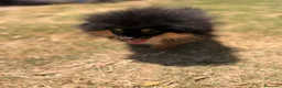 Pomerania perros en venta: POMERANIA BLACK AND TAN  - Anuncio 4