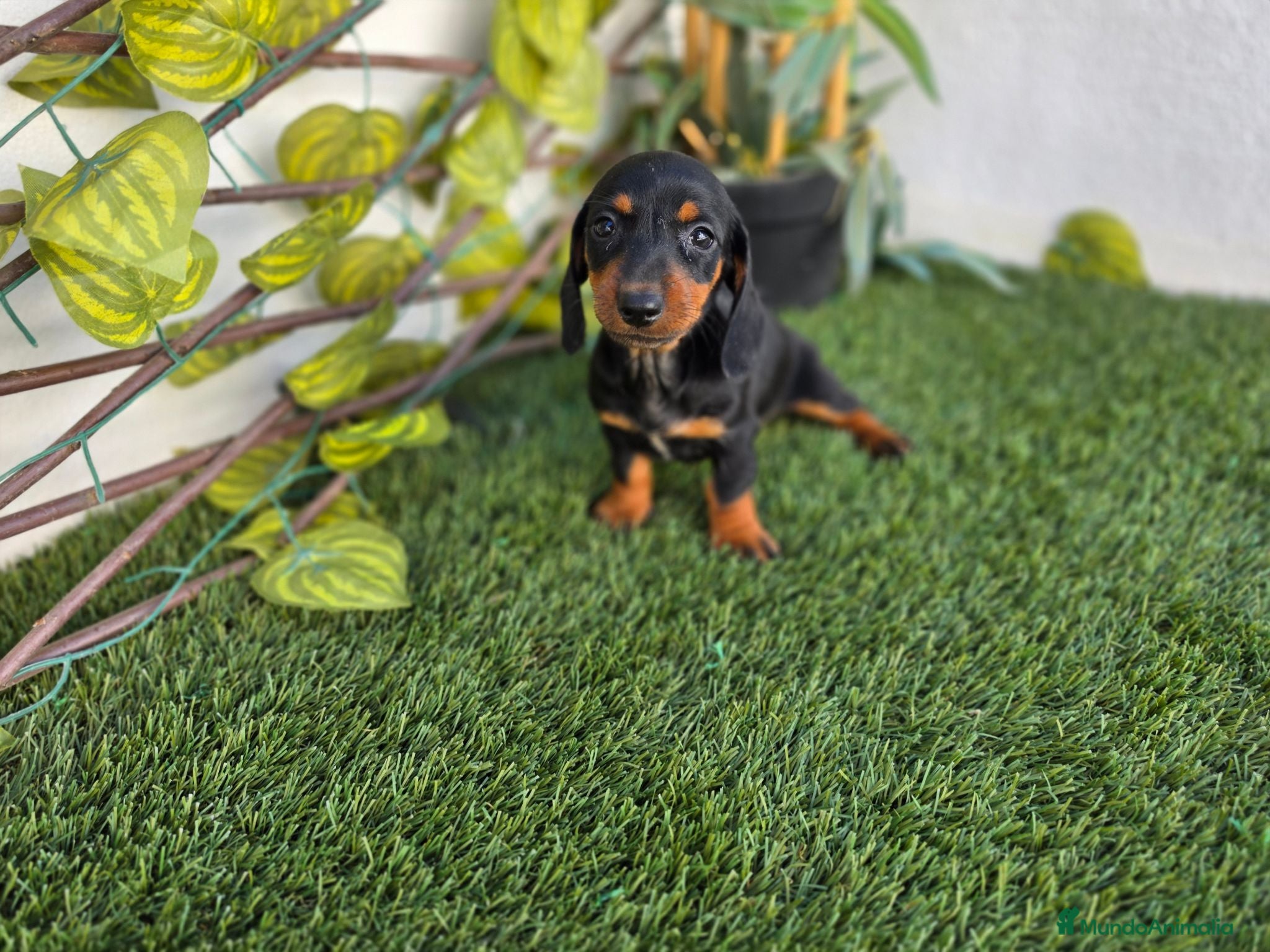Teckel Miniatura perros TECKEL KANNINCHEN  - Anuncio 5