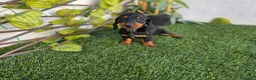 Teckel Miniatura perros en venta: TECKEL KANNINCHEN  - Anuncio 1
