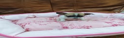 Chihuahua perros en venta: CHIHUAHUA TOY  - Anuncio 5