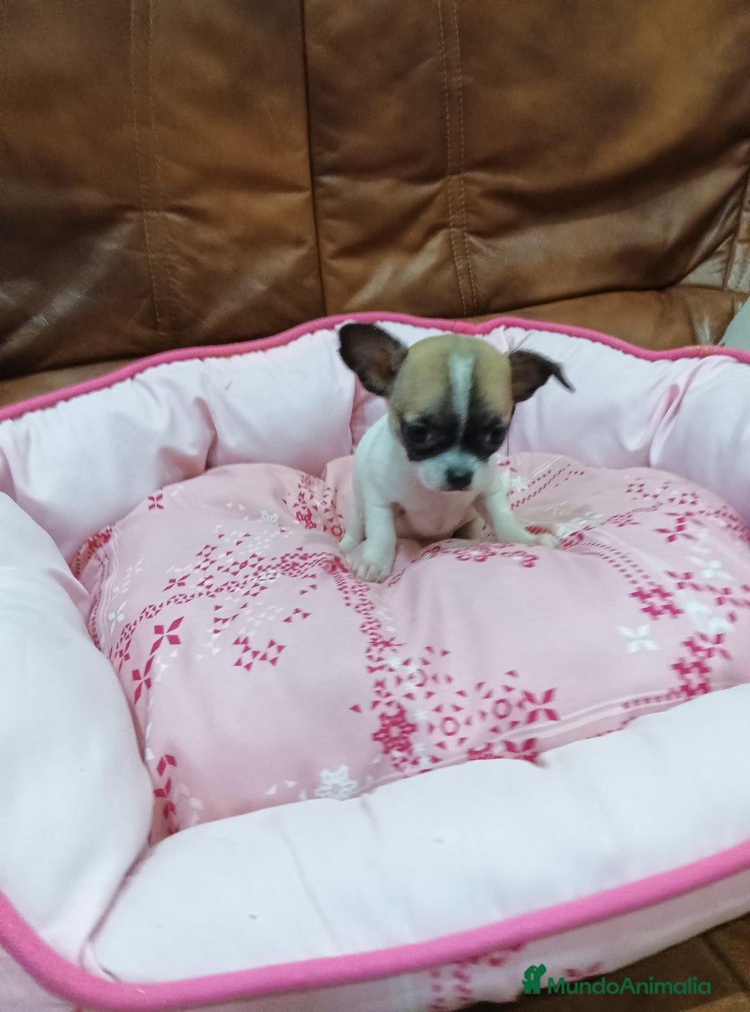 Chihuahua perros en venta: CHIHUAHUA TOY  - Anuncio 5