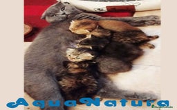 Británico de Pelo Corto gatos en venta: Camada British y Scottish Fold Shorthair - Imagen 4