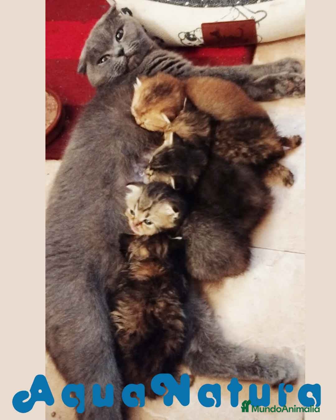 Británico de Pelo Corto gatos en venta: Camada British y Scottish Fold Shorthair - Imagen 4