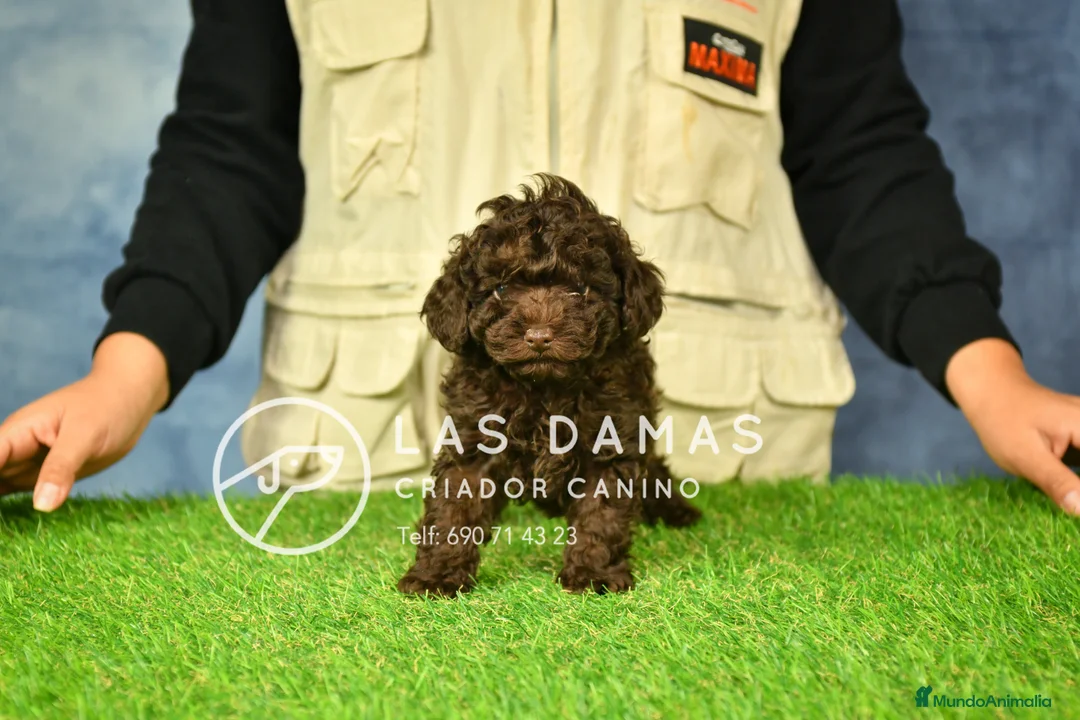 Caniche Toy perros en venta: Machos caniche toy chocolate. - Anuncio 2