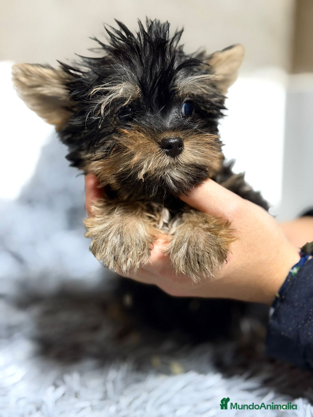 Yorkshire Terrier perros en venta: YORKSHIRE TERRIER MACHO - Anuncio 2