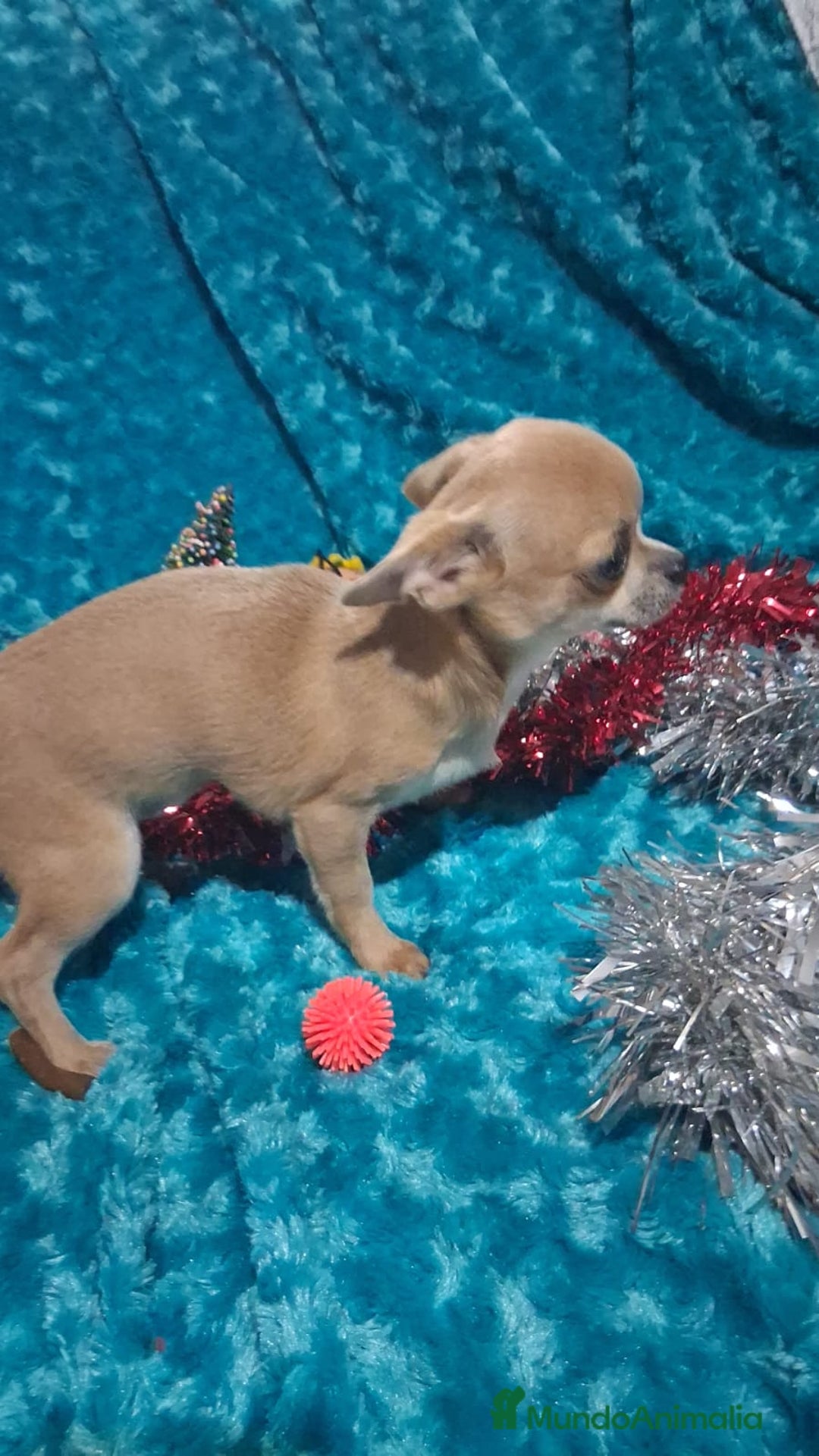 Chihuahua perros en venta: Preciosa chihuahua super toy de 5 meses  - Anuncio 4