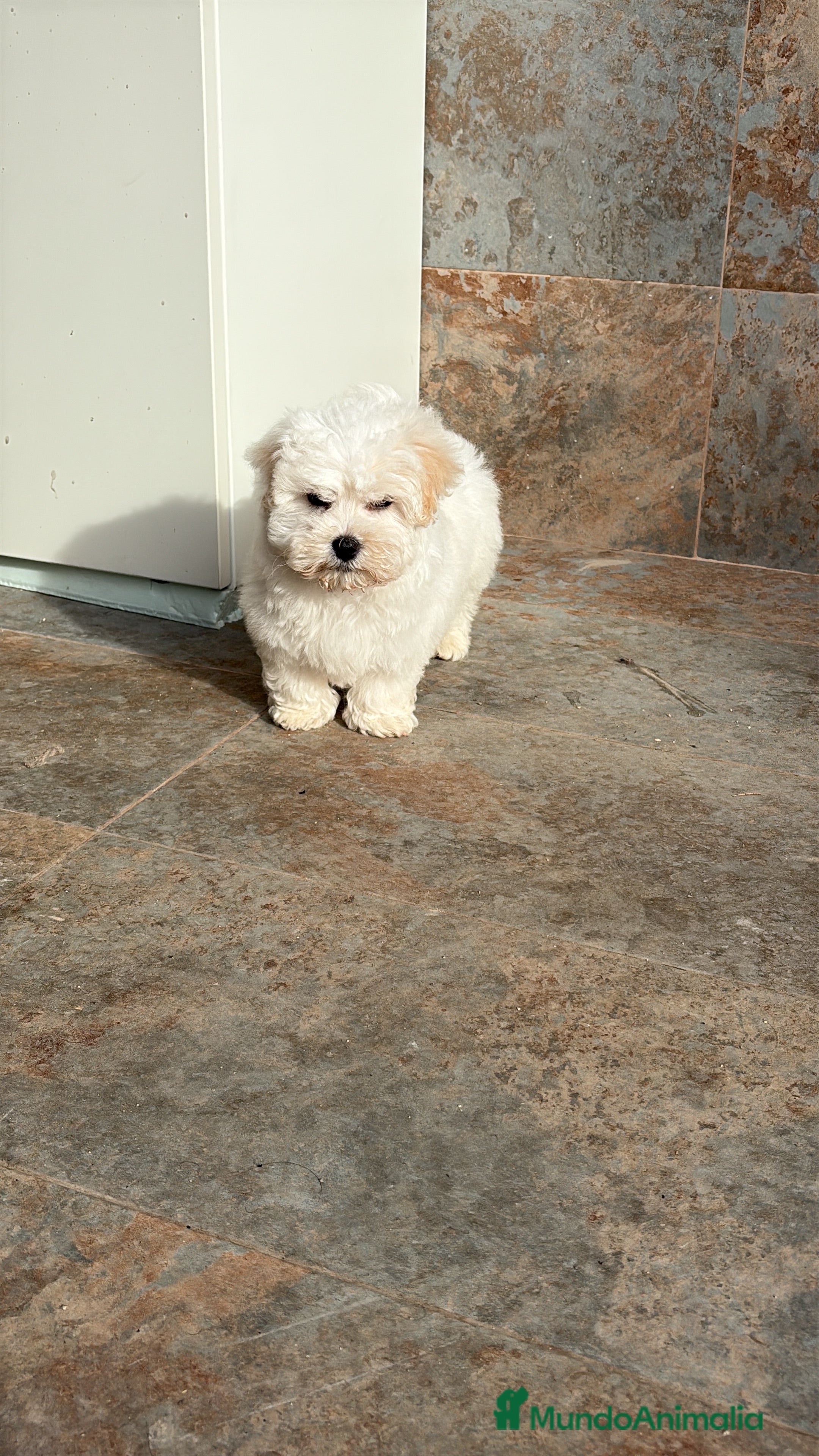 Bichón Maltés perros Cachorro macho bichon maltés  - Anuncio 8