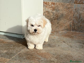 Bichón Maltés perros Cachorro macho bichon maltés - Anuncio 8