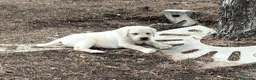 Labrador Retriever perros en venta: camada labrador - Anuncio 7