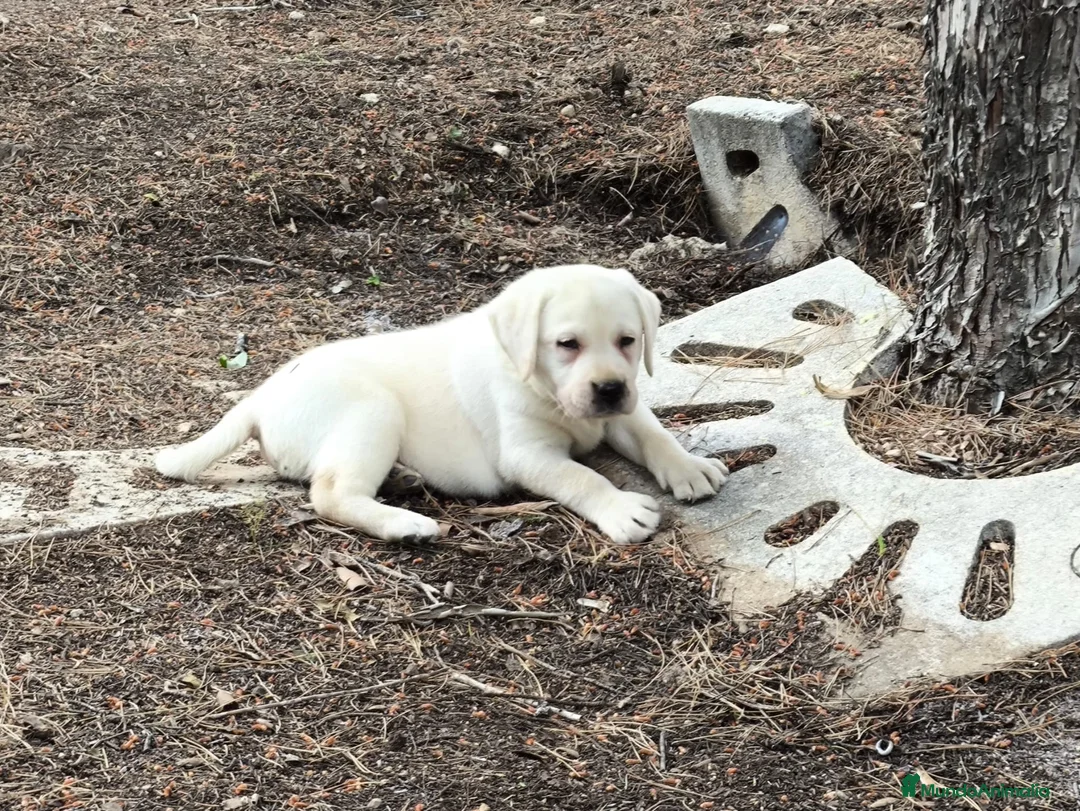 Labrador Retriever perros en venta: camada labrador - Anuncio 7