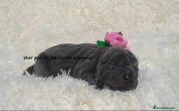 Shar Pei perros en venta: shar peis de las cuatro columnas - Imagen 3