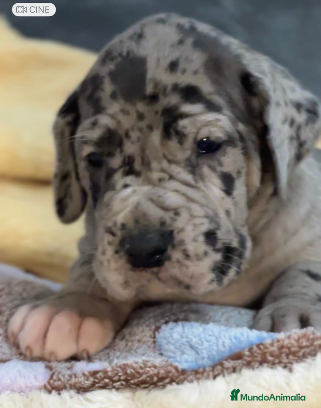 Dogo Alemán perros en venta: Camada de dogo aleman - Anuncio 1