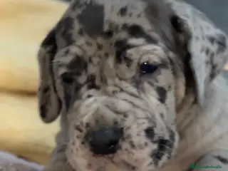 Dogo Alemán perros Camada de dogo aleman - Anuncio 28