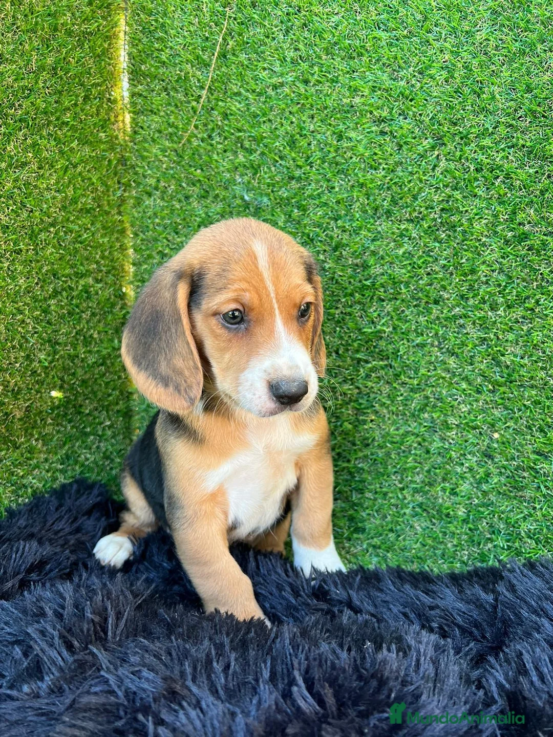 Beagle perros en venta: Beagle cachorros  en Ciudad Real - Anuncio 2
