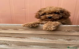 Caniche Toy perros en venta: CANICHE ROJA - Imagen 1