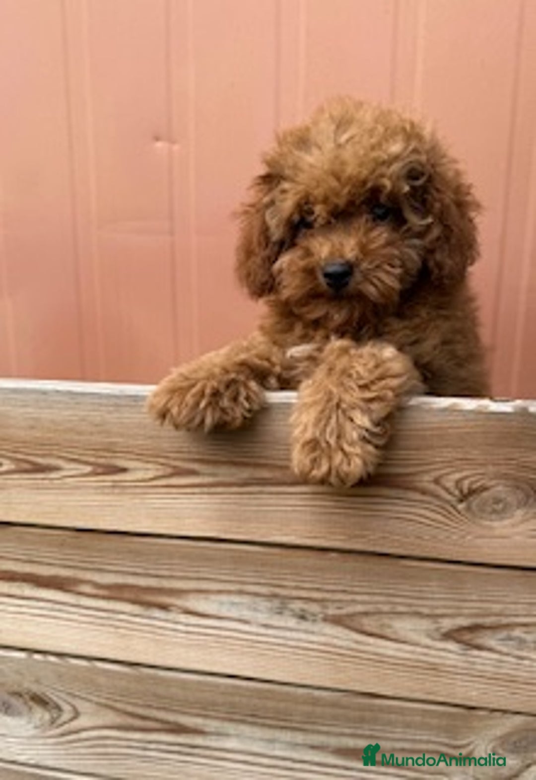 Caniche Toy perros en venta: CANICHE ROJA - Imagen 1