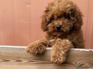 Caniche Toy perros CANICHE ROJA - Anuncio 17