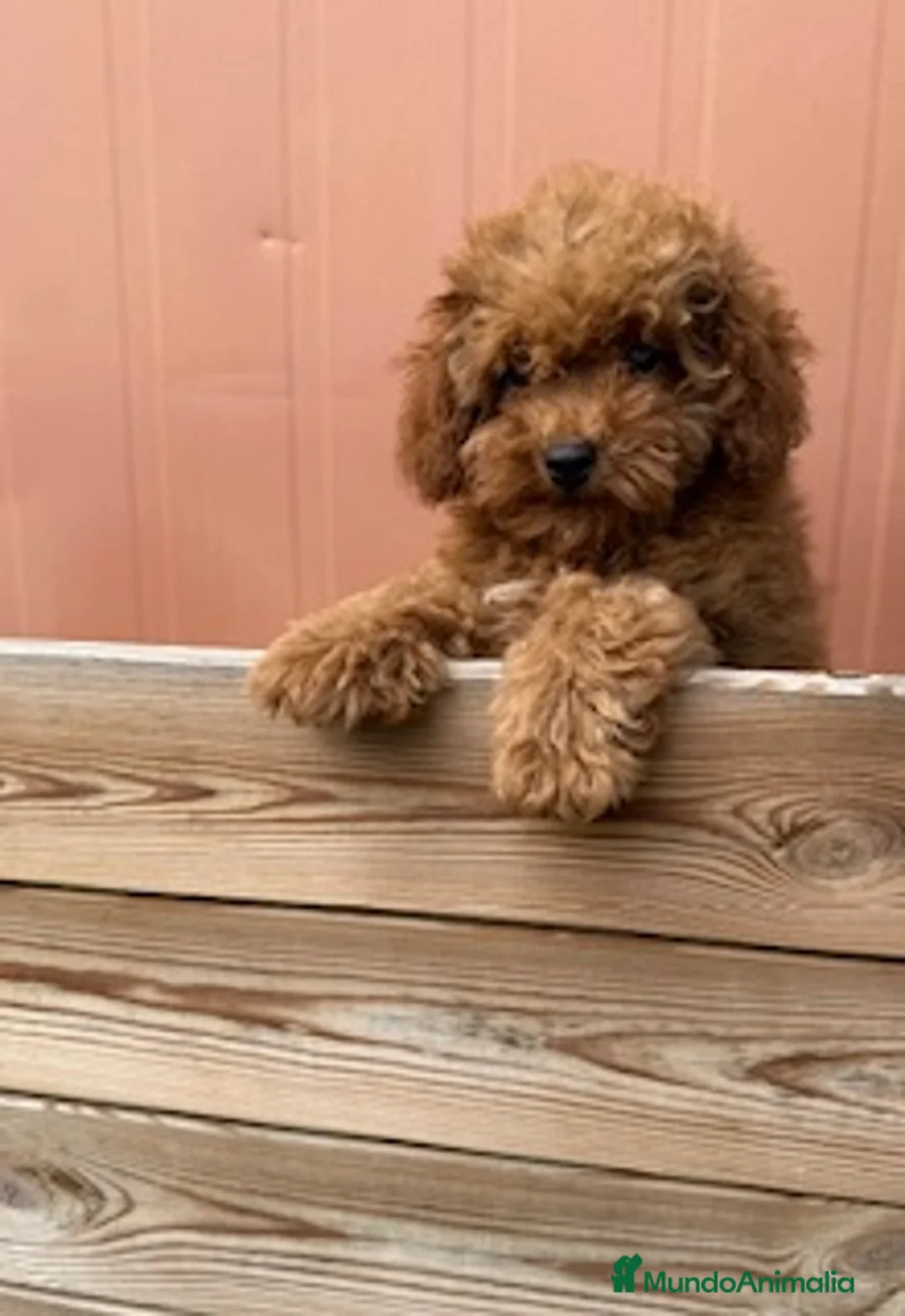 Caniche Toy perros en venta: CANICHE ROJA - Anuncio 1