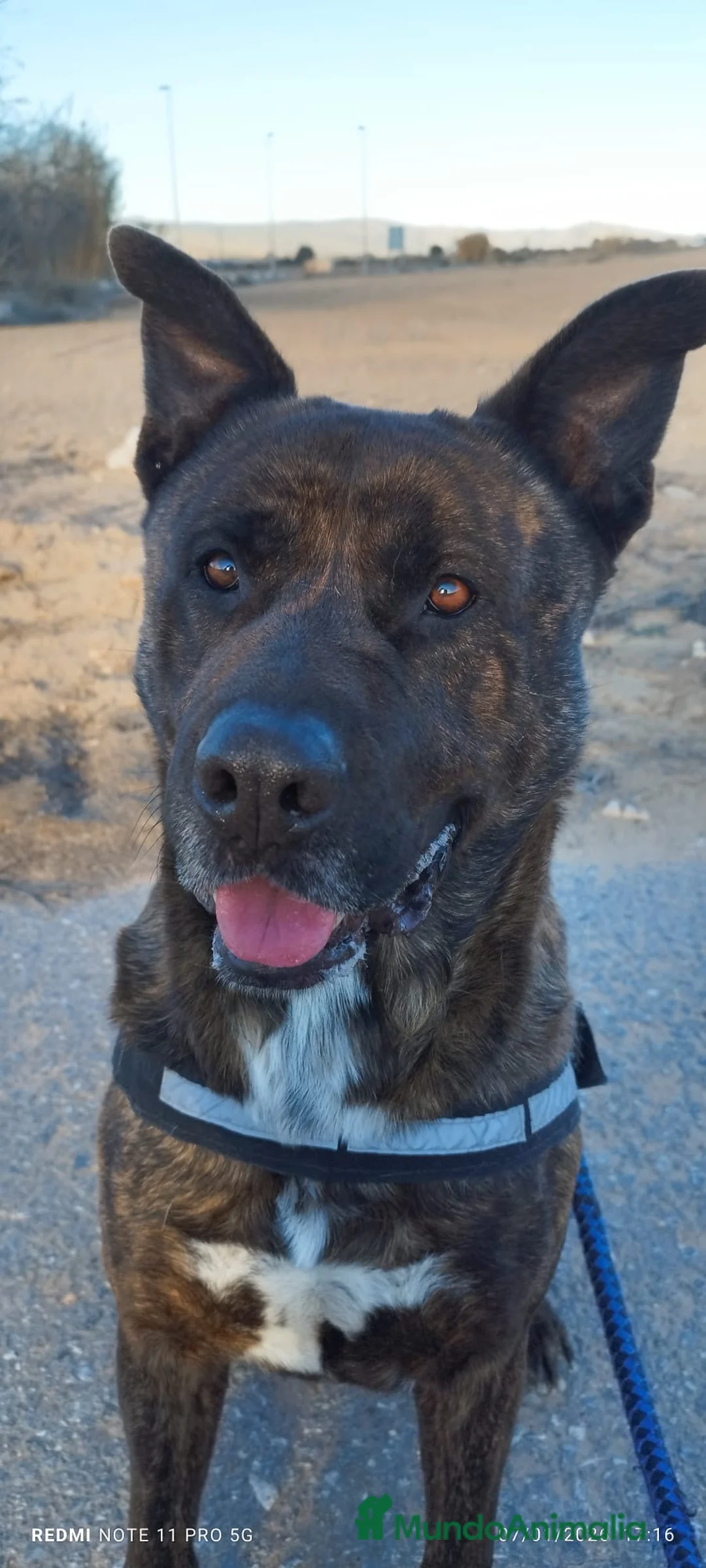 Raza Mixta perros en adopcion: ODÍN ❤️ en Adopción  - Anuncio 3