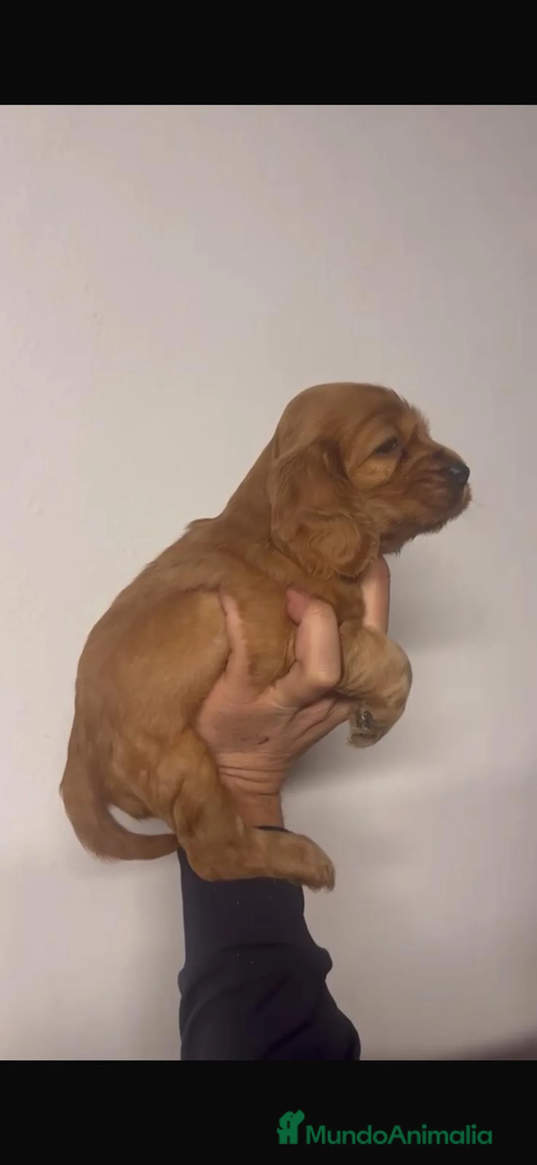 Cocker Spaniel Inglés perros en venta: Cocker spaniel ingles Hembra dorada preciosa  - Anuncio 2