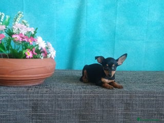 Pinscher Miniatura perros Preciosos cacgorritos de Mini Pinscher - Anuncio 1